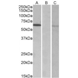 E3 Ubiquitin-Protein Ligase Makorin-1 (MKRN1) Antibody