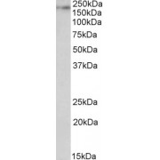abx431981 (0.1 µg/ml) staining of Rat Brain lysate (35 µg protein in RIPA buffer). Detected by chemiluminescence.