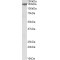 Microtubule Associated Serine/Threonine Kinase 3 (MAST3) Antibody