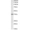 Cell Adhesion Molecule 1 (CADM1) Antibody