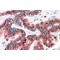 Sorting Nexin 12 (SNX12) Antibody