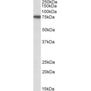 abx432012 (1 µg/ml) staining of HeLa lysate (35 µg protein in RIPA buffer). Primary incubation was 1 hour. Detected by chemiluminescence.