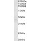 Actin-Related Protein 2/3 Complex Subunit 1A (ARPC1A) Antibody