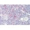 Lipopolysaccharide-Induced Tumor Necrosis Factor-Alpha Factor (LITAF) Antibody