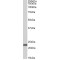 Achaete-Scute Homolog 3 (Ascl3) Antibody