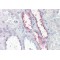Potassium Voltage-Gated Channel Subfamily E Regulatory Subunit 3 (KCNE3) Antibody