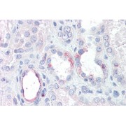 abx432032 (3.75 µg/ml staining of paraffin embedded Human Kidney. Steamed antigen retrieval with citrate buffer pH 6, AP-staining.