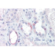 abx432032 (3.75 µg/ml staining of paraffin embedded Human Kidney. Steamed antigen retrieval with citrate buffer pH 6, AP-staining.