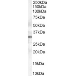 Syntaxin-6 (STX6) Antibody