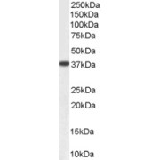 abx432037 (0.1 µg/ml) staining of Human Liver lysate (35 µg protein in RIPA buffer). Primary incubation was 1 hour. Detected by chemiluminescence.