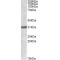 Sulfatase Modifying Factor 1 (SUMF1) Antibody