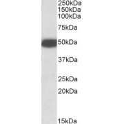 abx432039 (0.1 µg/ml) staining of Rat Brain lysate (35 µg protein in RIPA buffer). Primary incubation was 1 hour. Detected by chemiluminescence.