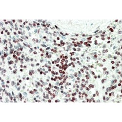 Endothelial Differentiation-Related Factor 1 (EDF1) Antibody