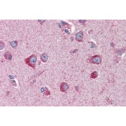 abx432043 (2 µg/ml) staining of paraffin embedded Human Cortex. Steamed antigen retrieval with citrate buffer pH 6, AP-staining.