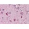 Solute Carrier Family 22 Member 17 (SLC22A17) Antibody