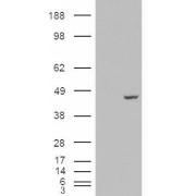 HEK293 overexpressing PCBP4 and probed with abx432044 (mock transfection in first lane).