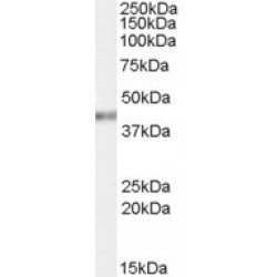 Poly(rC) Binding Protein 4 (PCBP4) Antibody