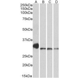 Serine/Threonine-Protein Kinase Nek7 (NEK7) Antibody