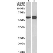 abx432047 (0.1 µg/ml) staining of HEK293 (A) and NIH3T3 (B) nuclear cell lysates (35 µg protein in RIPA buffer). Detected by chemiluminescence.
