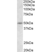 abx432049 (0.5 µg/ml) staining of Mouse Liver lysate (35 µg protein in RIPA buffer). Primary incubation was 1 hour. Detected by chemiluminescence.