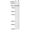 Tripartite Motif Containing 71 (TRIM71) Antibody