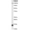 Tripartite Motif Containing 71 (TRIM71) Antibody