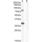 Synaptic Vesicle Glycoprotein 2A (SV2A) Antibody