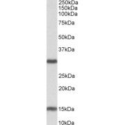 abx432056 (0.3 µg/ml) staining of Mouse Heart lysate (35 µg protein in RIPA buffer). Detected by chemiluminescence.