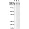 Damage Specific DNA Binding Protein 1 (DDB1) Antibody