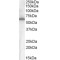 Frizzled Homolog 4 (FZD4) Antibody