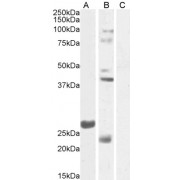 abx432059 (1 µg/ml) staining of Mouse Testes lysate 1 (A) and Testes lysate 2 (B) + peptide (C) (35µg protein in RIPA buffer). Detected by chemiluminescence.