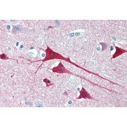 Neurogranin precursor Antibody