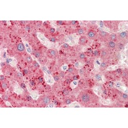 Ribosomal Protein L23 (RPL23) Antibody