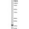 Ribosomal Protein L23 (RPL23) Antibody
