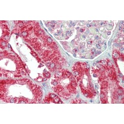 Coiled-Coil-Helix-Coiled-Coil-Helix Domain Containing 3 (CHCHD3) Antibody