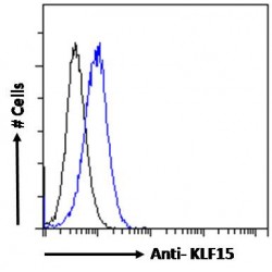 Krueppel-Like Factor 15 (KLF15) Antibody