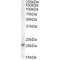 Histone Chaperone ASF1A (ASF1A) Antibody