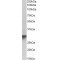 Golgi Phosphoprotein 3 (GOLPH3) Antibody