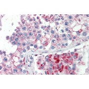 abx432078 (5 µg/ml staining of paraffin embedded Human Testis. Steamed antigen retrieval with citrate buffer pH 6, AP-staining.