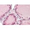 Mitogen-Activated Protein Kinase Kinase Kinase 7-Interacting Protein 3 (MAP3K7IP3) Antibody