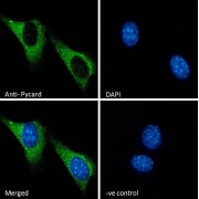Immunofluorescence analysis of paraformaldehyde fixed NIH3T3 cells permeabilized with 0.15% Triton using PYD And CARD Domain Containing (Pycard) Antibody (1 hour, 10 µg/ml) followed by AF488 secondary antibody (2 µg/ml), and DAPI (blue) nuclear stain. Negative control: Unimmunized goat IgG (10 µg/ml) followed by AF488 secondary antibody (2 µg/ml)..