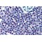 High Mobility Group Protein 20A (HMG20A) Antibody