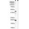 Glutathione Peroxidase 7 (GPX7) Antibody