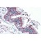 Tubulin Polyglutamylase TTLL4 (TTLL4) Antibody