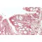 WAP Four Disulfide Core Domain Protein 2 (Wfdc2) Antibody