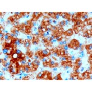 abx432104 (3 µg/ml staining of paraffin embedded Human Liver. Microwaved antigen retrieval with Tris/EDTA buffer pH9, HRP-staining.