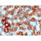 Diacylglycerol-O-Acyltransferase Homolog 2 (DGAT2) Antibody