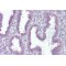 Protein RER1 (RER1) Antibody