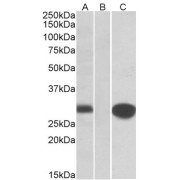 HEK293 lysate (10 µg protein in RIPA buffer) overexpressing Human MID1IP1 with C-terminal MYC tag probed with abx432114 (1 µg/ml) in Lane A and probed with anti-MYC Tag (1/1000) in lane C. Mock-transfected HEK293 probed with abx432114 (1mg/ml) in Lane B. Primary incubations were for 1 hour. Detected by chemiluminescence.