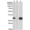 MIG12 Antibody